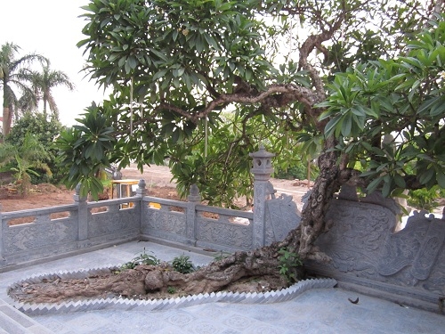Cây hoa đại 400 năm tuổi có thân nằm bò mặt đất rồi mọc thẳng trước cửa giữa ngôi chùa.